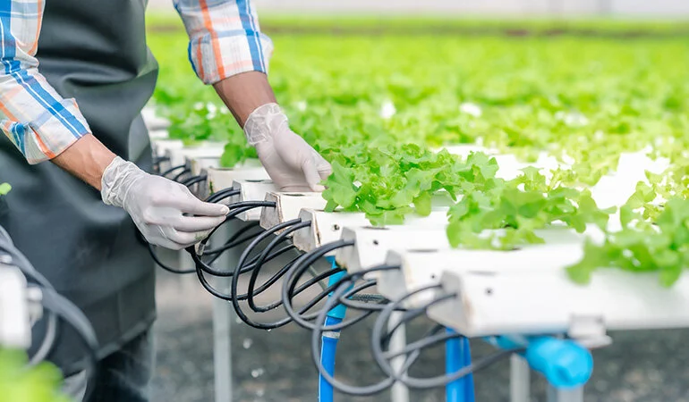 Topraksız Tarım Nasıl Yapılır? (Adım Adım Uygulama Rehberi)