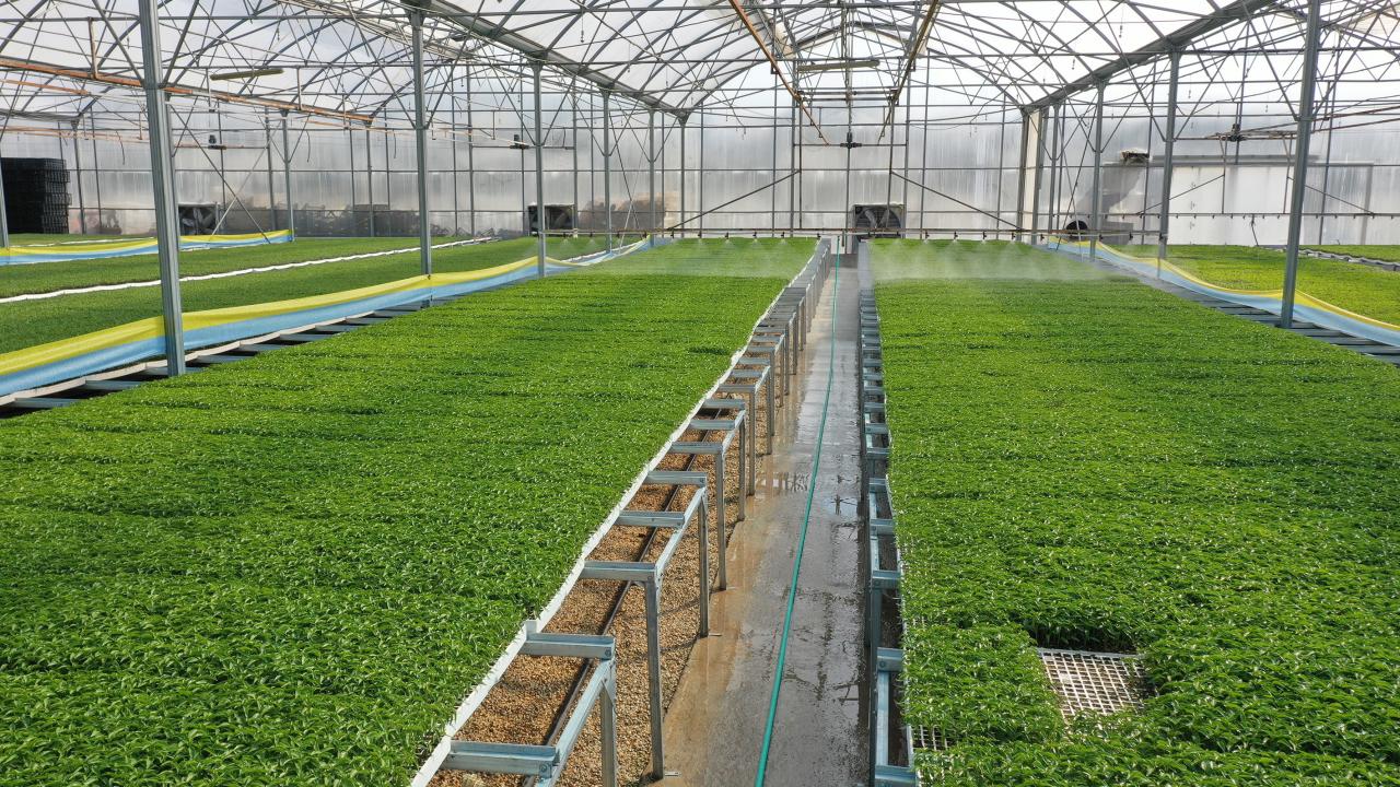 Fide Serası Nedir? 2026 Yılında Fide Serası Kurulum Rehberi ve Maliyetler