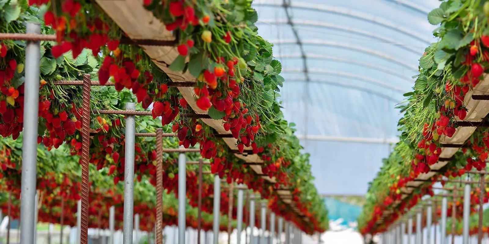 Çilek Serası Kurulumu Nasıl Yapılır? (Adım Adım Rehber)