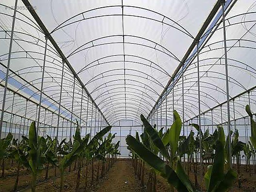 Muz Serası Kurulumu Maliyeti 2026 | Karlı Bir Yatırım mı?