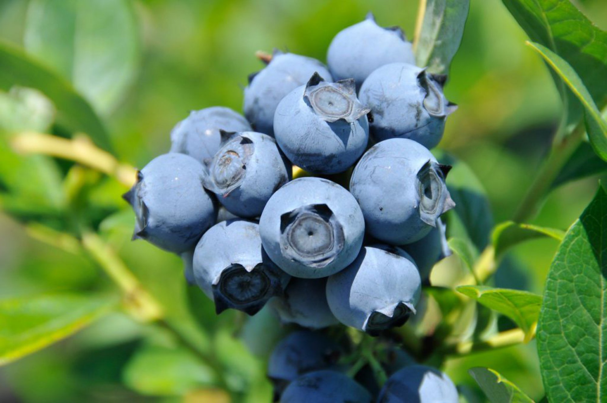 Blueberry (Yaban Mersini) Serası