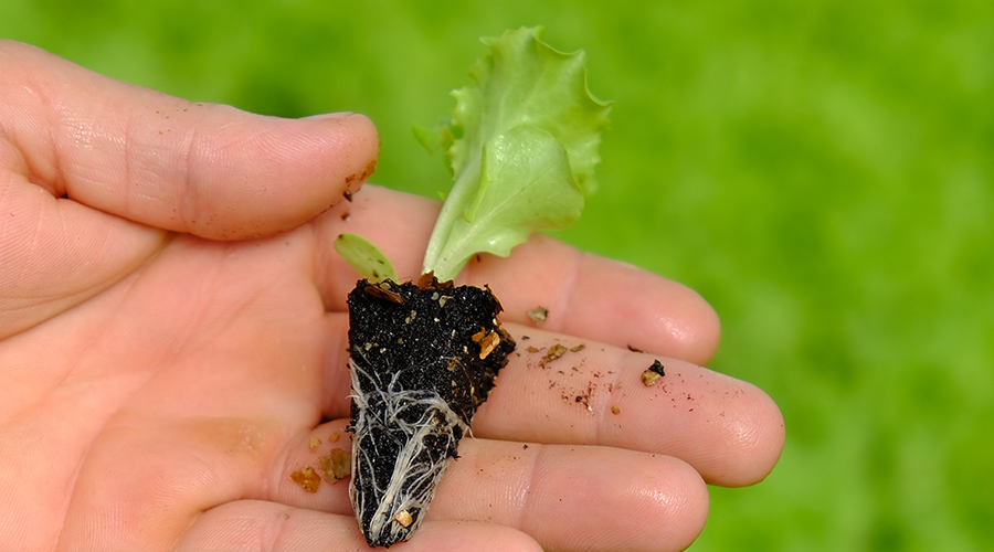 Devlet Destekli Sera Projeleri