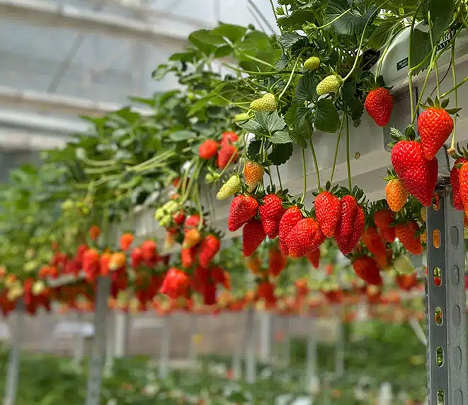 Modern Çilek Serası